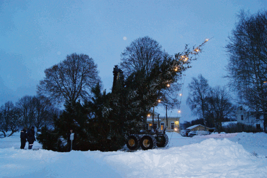 Julgransresning1