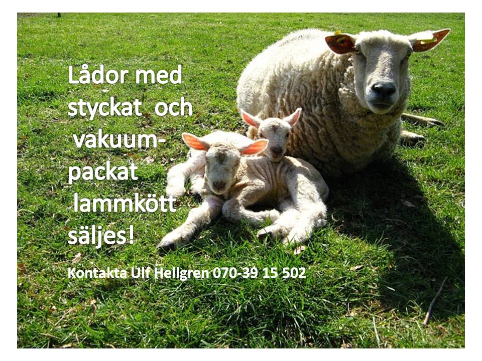 lamm2